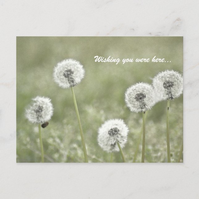 Wishing you were here... postcard (Front)