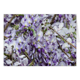 Wisteria