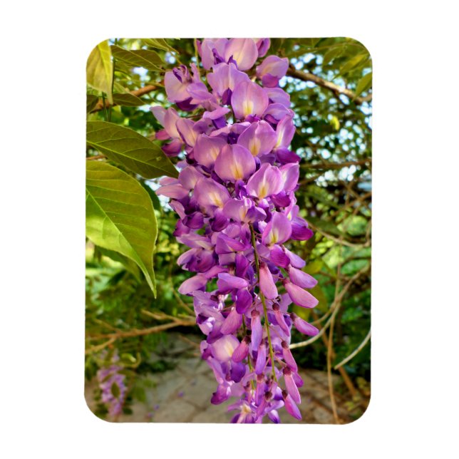 Wisteria Bloom Magnet (Vertical)