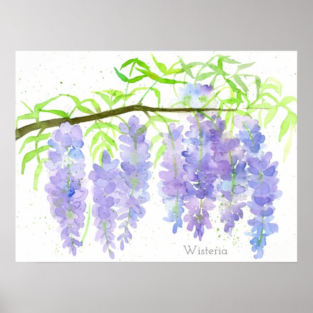 Wisteria Blooming Tree Branch Watercolor Botanical Poster (Front)