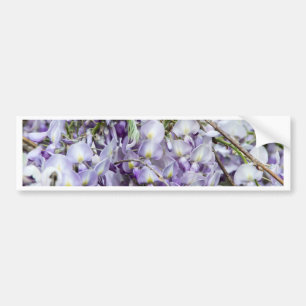 Wisteria Bumper Sticker