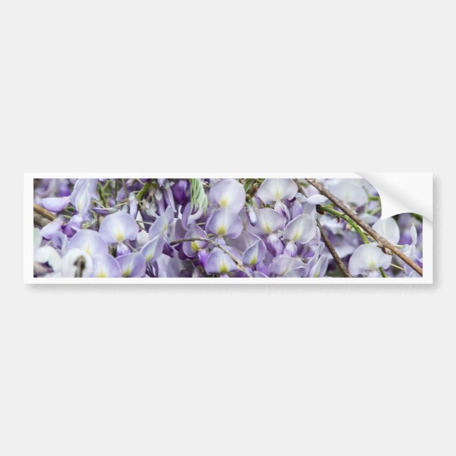 Wisteria Bumper Sticker (Front)
