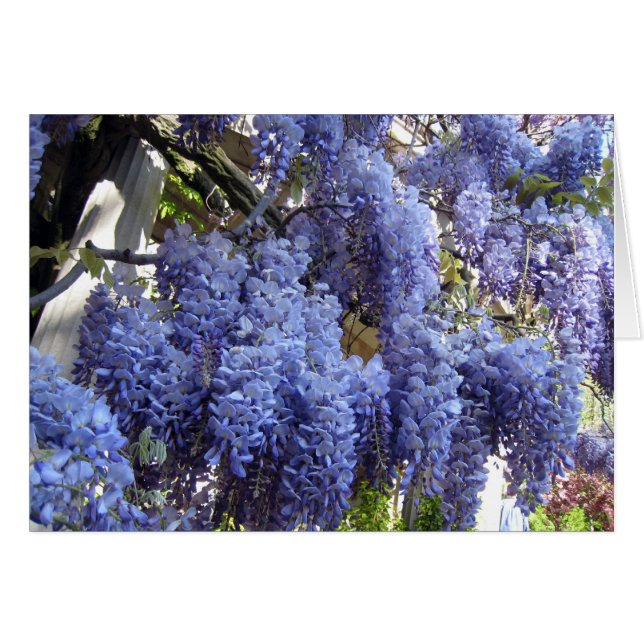 Wisteria Close Up (Front Horizontal)