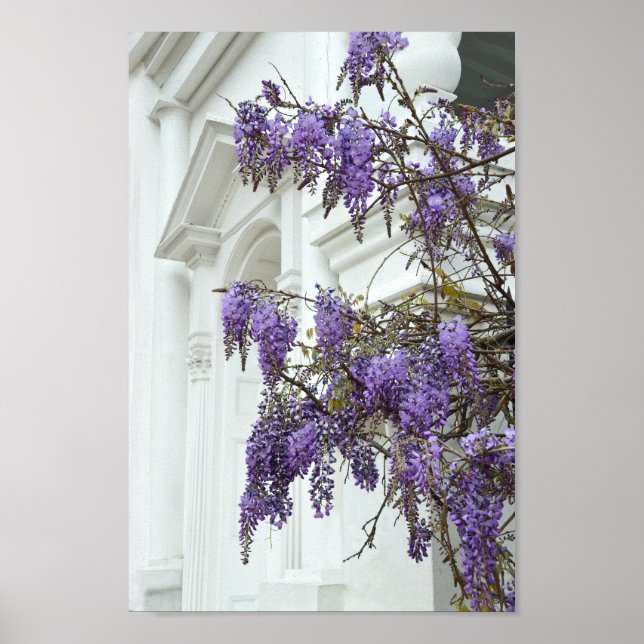 Wisteria, Historic House Charleston South Carolina Poster (Front)
