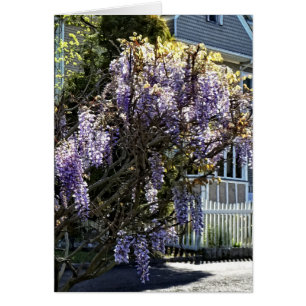 Wisteria in Bloom