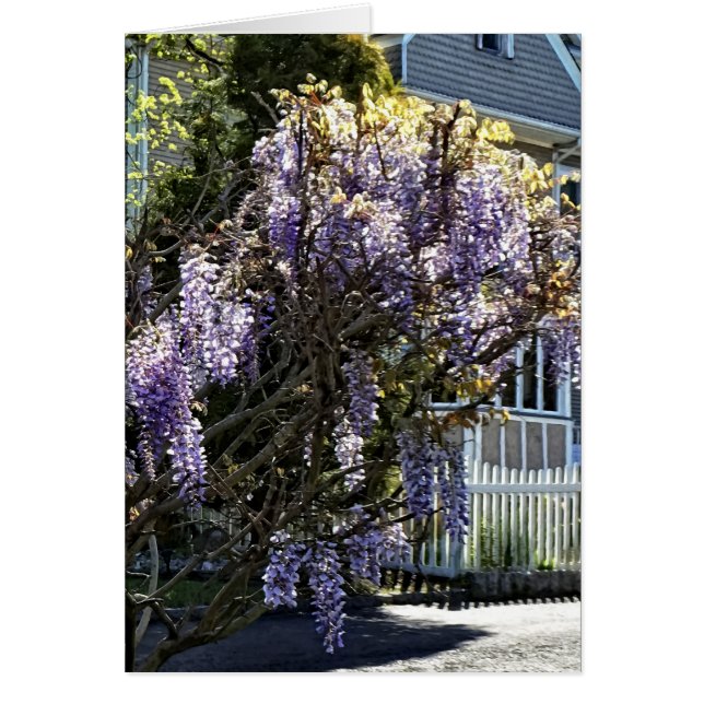 Wisteria in Bloom (Front)