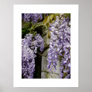 Wisteria Poster