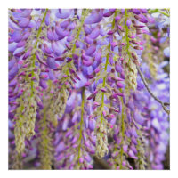 Wisteria Purple Floral Blossom Tree Violet