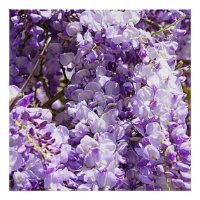 Wisteria Purple Floral Blossom Tree Violet
