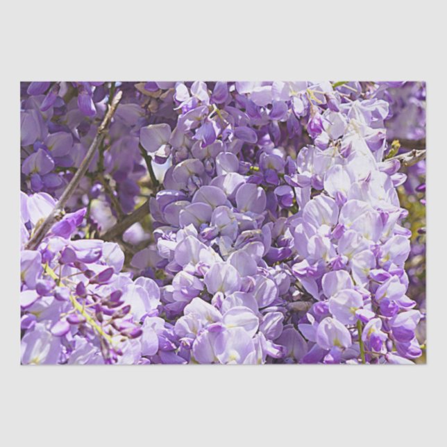 Wisteria Purple Floral Blossom Tree Violet Tissue Paper (Front)