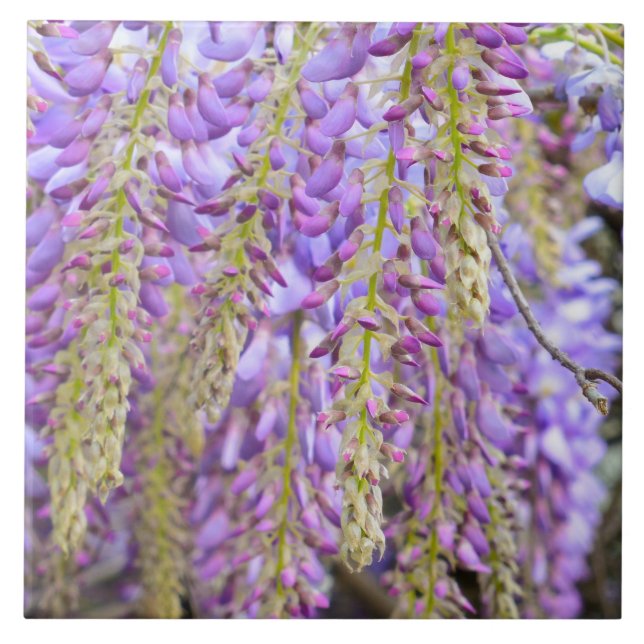 Wisteria Purple Flowers French Floral Petals  Tile (Front)