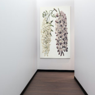 Wisteria Sinensis Botanical Art Isolated On White Canvas Print
