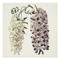 Wisteria Sinensis Botanical Art Isolated On White