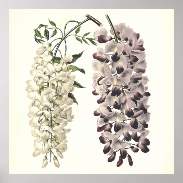 Wisteria Sinensis Botanical Art Isolated On White Poster (Front)
