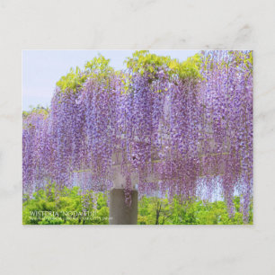 Wisteria Viewing:Postcard Postcard