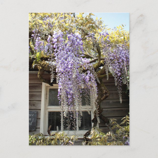 Wisteria Window - Wisteria Flowers Hidcote  Postcard (Front)