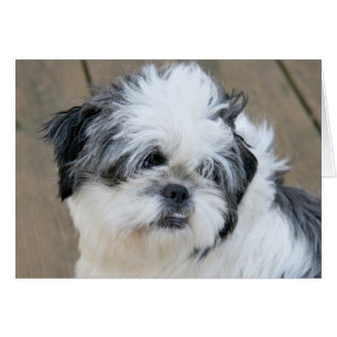 Wistful Shih Tzu