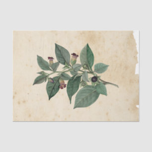 Witch Ephemera  Design Series #11 Tissue Paper