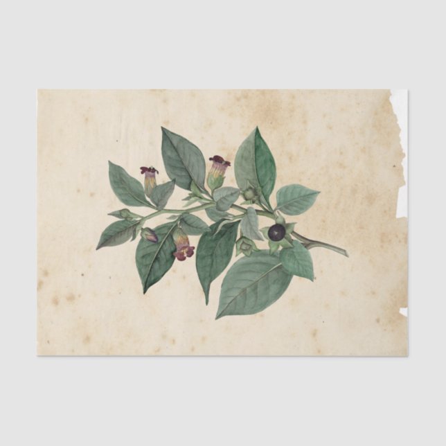 Witch Ephemera  Design Series #11 Tissue Paper (Front)