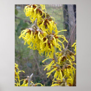Witch Hazel Blossom Poster