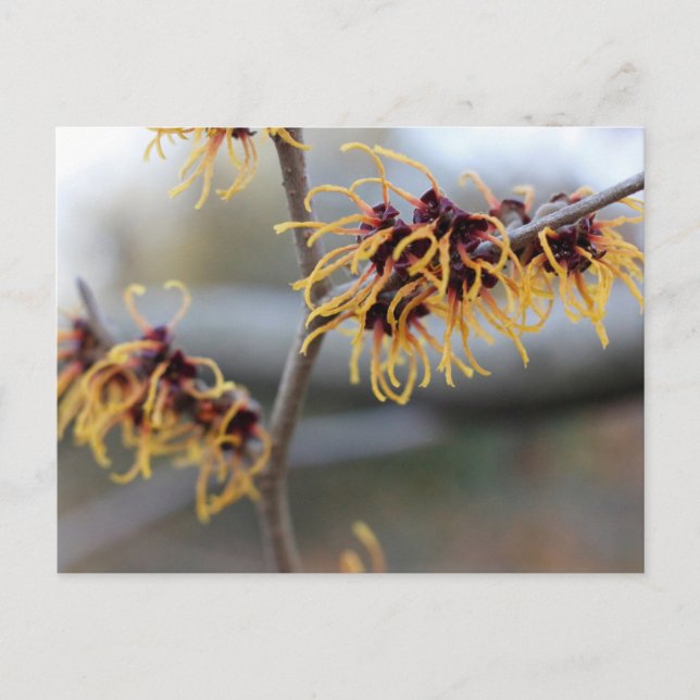Witch Hazel Closeup Postcard (Front)