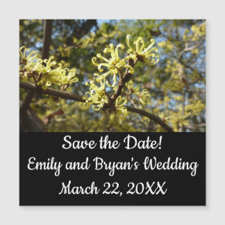 Witch Hazel Flowers