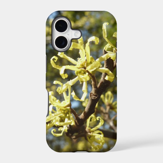 Witch Hazel Flowers (Back)