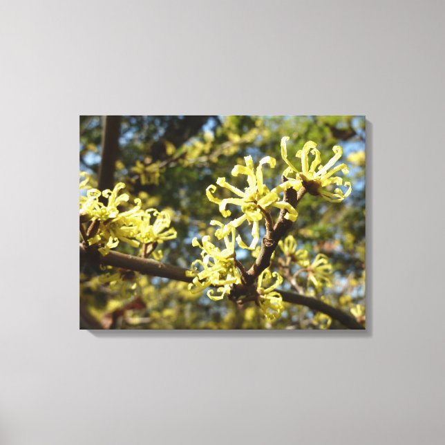 Witch Hazel Flowers Canvas Print (Front)