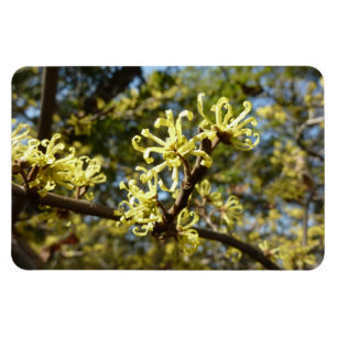 Witch Hazel Flowers Magnet