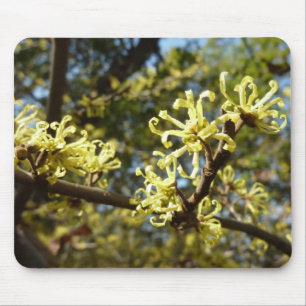 Witch Hazel Flowers Mouse Pad