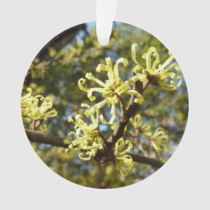 Witch Hazel Flowers Ornament