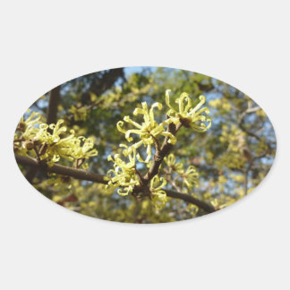 Witch Hazel Flowers Oval Sticker