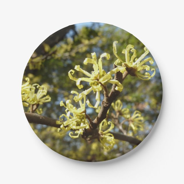 Witch Hazel Flowers Paper Plate (Front)