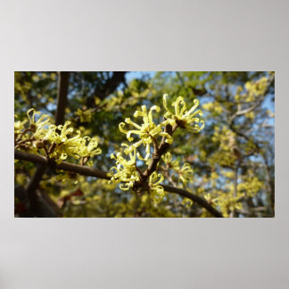 Witch Hazel Flowers Poster