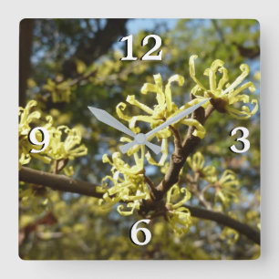Witch Hazel Flowers Square Wall Clock