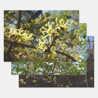 Witch Hazel Flowers Wrapping Paper Sheet