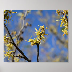 Witch Hazel in Bloom Poster