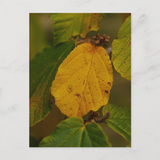 Witch Hazel Postcard (Front)