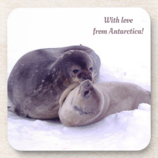 With love from Antarctica! photo of seals, fur sea Coaster