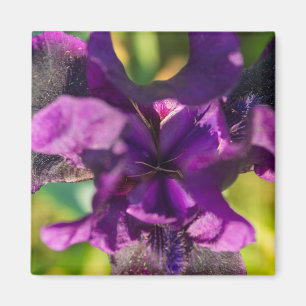 Within An Iris Magnet