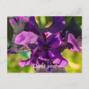Within An Iris Thank You Postcard