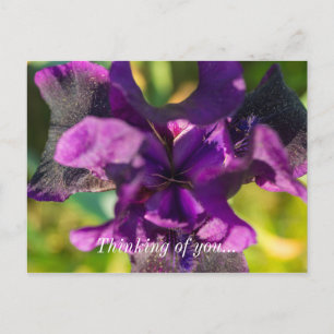 Within An Iris Thinking Of You Postcard