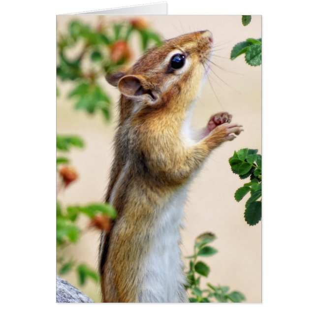 Within Reach - Chipmunk (Front)