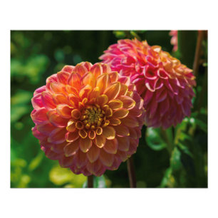Within The Dahlia Garden 1 Photo Print