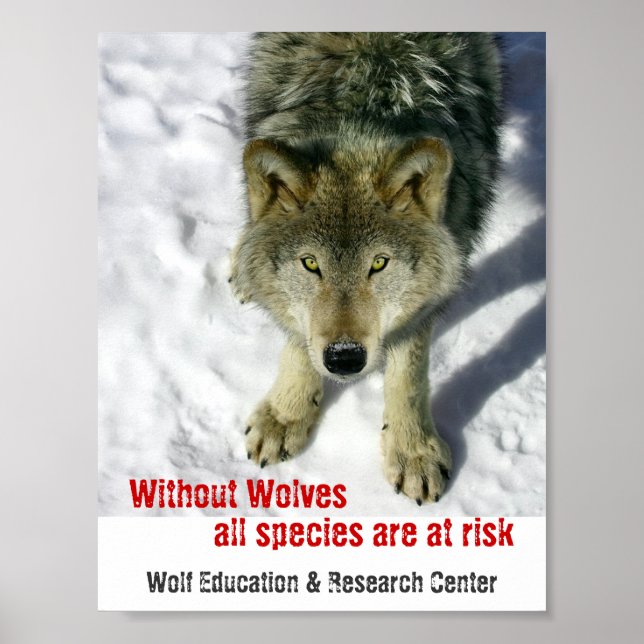 Without Wolves Poster (Front)
