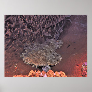 Wobbegong in Raja Ampat Poster