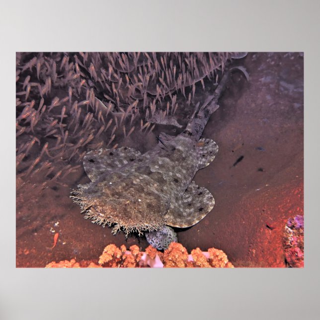 Wobbegong in Raja Ampat Poster (Front)