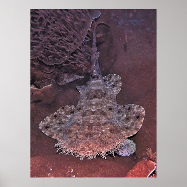 Wobbegong Portrait III Poster (Front)