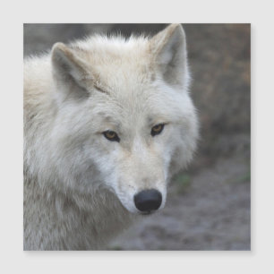 Wolf 001