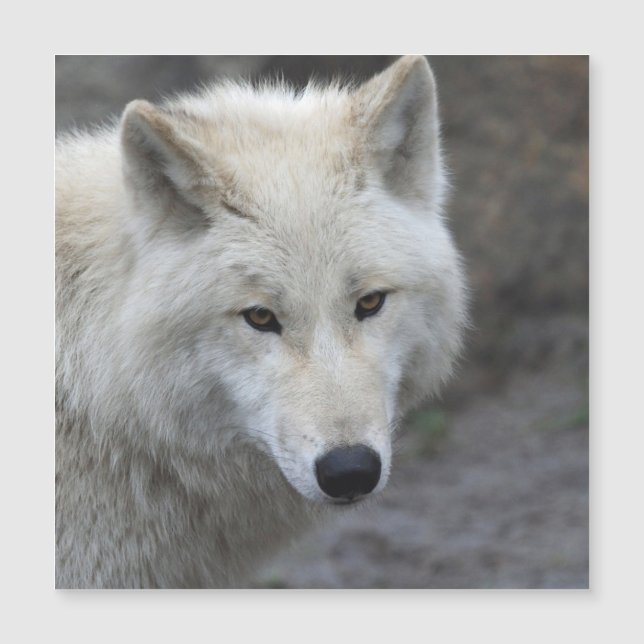 Wolf 001 (Front)